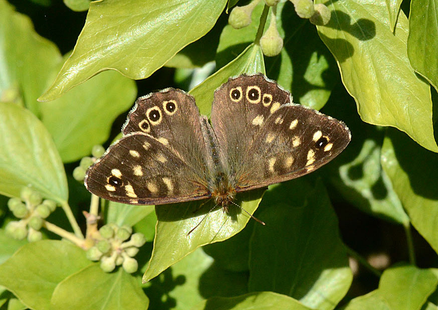 Photograph of a Speckled Wood
Click the image for the next photo