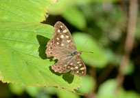 Small photograph of a Speckled Wood
Click on the image to enlarge