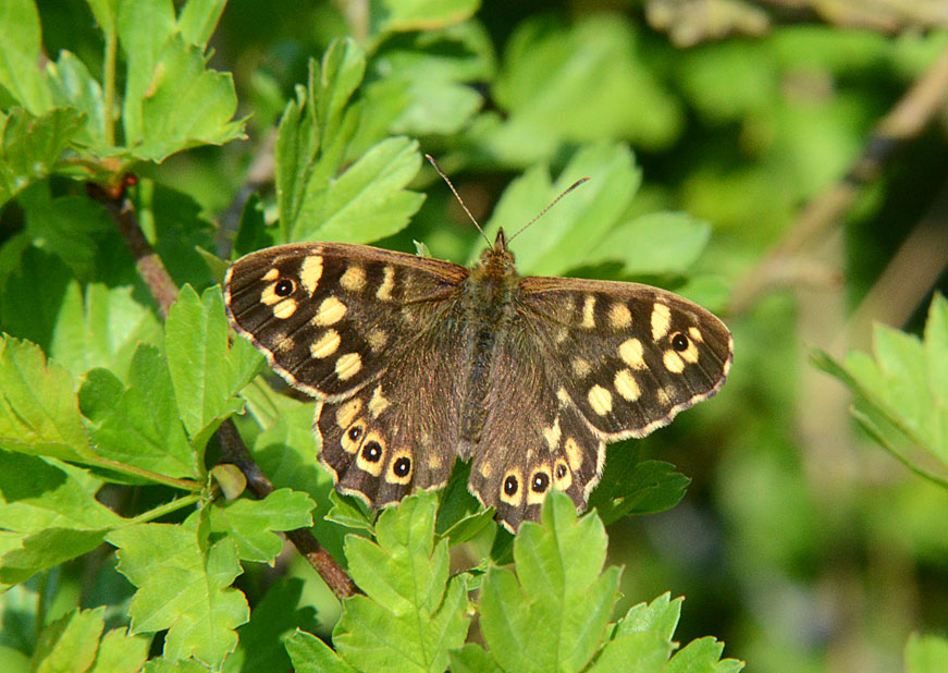 Photograph of a Speckled Wood
Click the image for the next photo