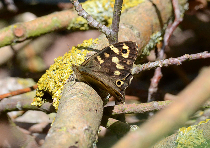 Speckled Wood
Click for next photo