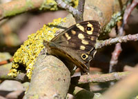 Small photograph of a Speckled Wood
Click on the image to enlarge