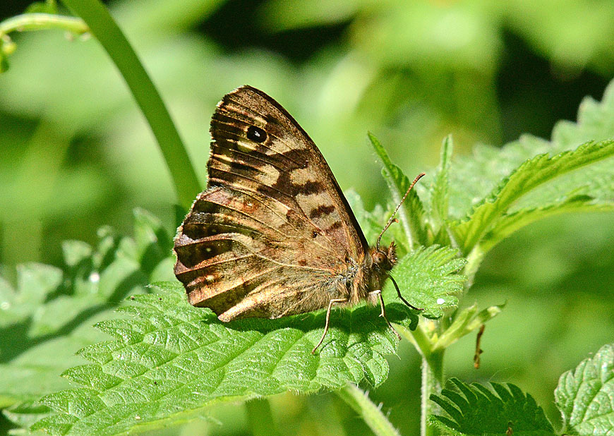 Photograph of a Speckled Wood
Click the image for the next photo