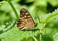 Small photograph of a Speckled Wood
Click on the image to enlarge