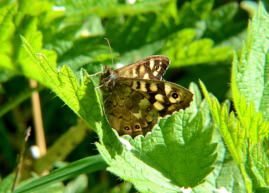 Photograph of a Speckled Wood
Click the image for the next photo