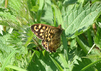Small photograph of a Speckled Wood
Click to enlarge