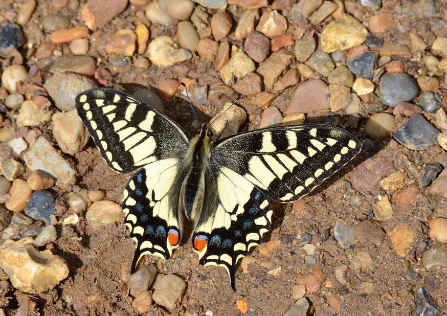 Swallowtail 
Click for next photo