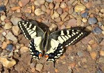 Small photograph of a Swallowtail
Click on the image to enlarge