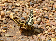 Small photograph of a Swallowtail
Click on the image to enlarge