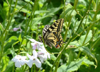 Small photograph of a Swallowtail
Click on the image to enlarge