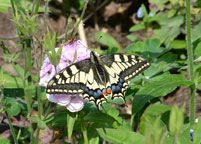 Small photograph of a Swallowtail
Click on the image to enlarge