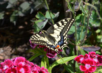 Small photograph of a Swallowtail
Click on the image to enlarge