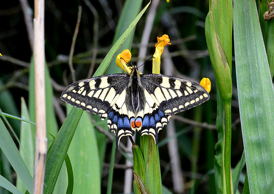 Swallowtail
Click for next photo