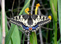 Small photograph of a Swallowtail
Click on the image to enlarge