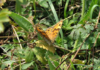 Photograph of a Wall butterfly
Click on the image to enlarge