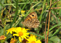 Small photograph of a Wall Butterfly
Click on the image to enlarge