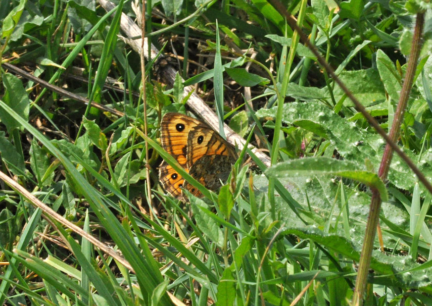 Photograph of a Wall Butterfly
Click for the next photo