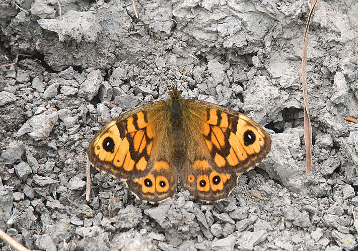 Photograph of a Wall Butterfly
Click for the next photo