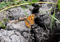 Photograph of a Wall butterfly
Click on the image to enlarge
