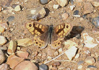 Small photograph of a Wall Butterfly
Click on the image to enlarge