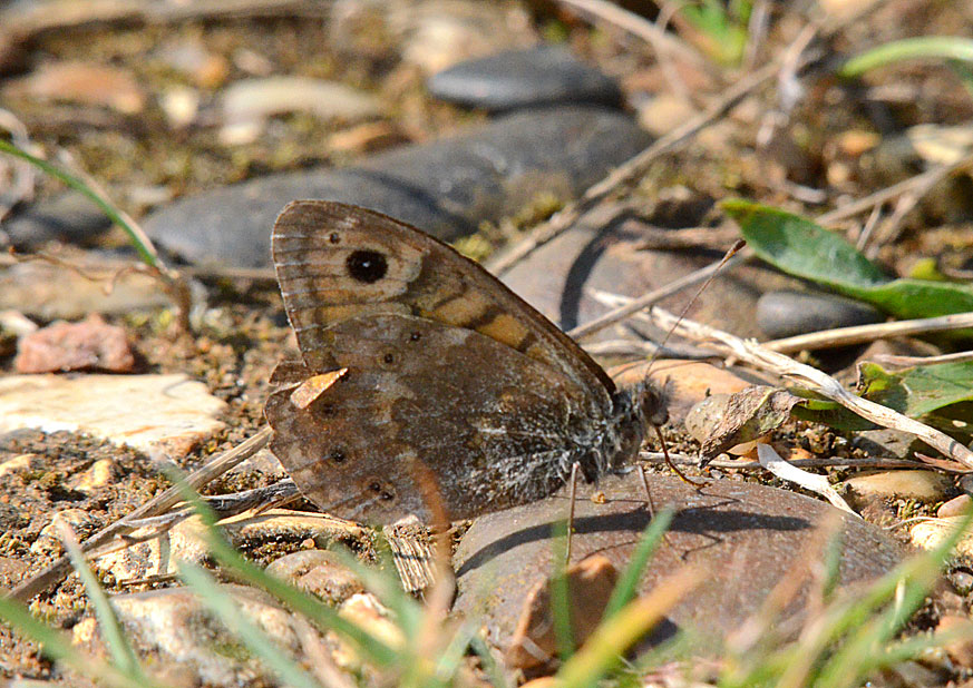 Photograph of a Wall Butterfly
Click for the next species