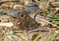 Small photograph of a Wall Butterfly
Click on the image to enlarge