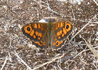 Wall Butterfly
Click on image to enlarge