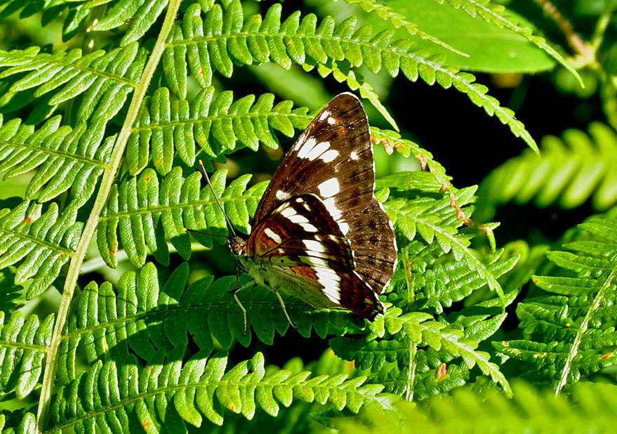 Photograph of a White Admiral
Click the image for the next photo