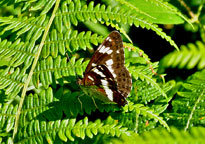 Small image of a White Admiral
Click to enlarge