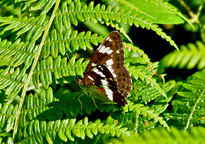 Small photograph of a White Admiral
Click on the image to enlarge