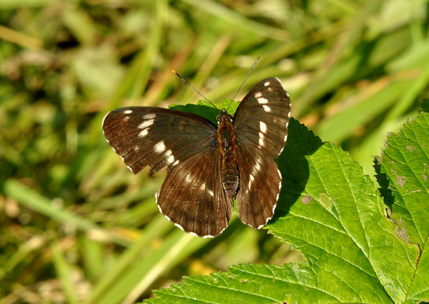 Photograph of a White Admiral
Click the image for the next photo