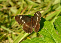 Small photograph of a White Admiral
Click on the image to enlarge