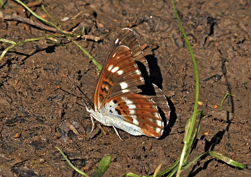 Photograph of a White Admiral
Click the image for the next photo