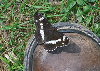 Small photograph of a White Admiral
Click on image to enlarge