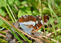 Small photograph of a White Admiral
Click on image to enlarge