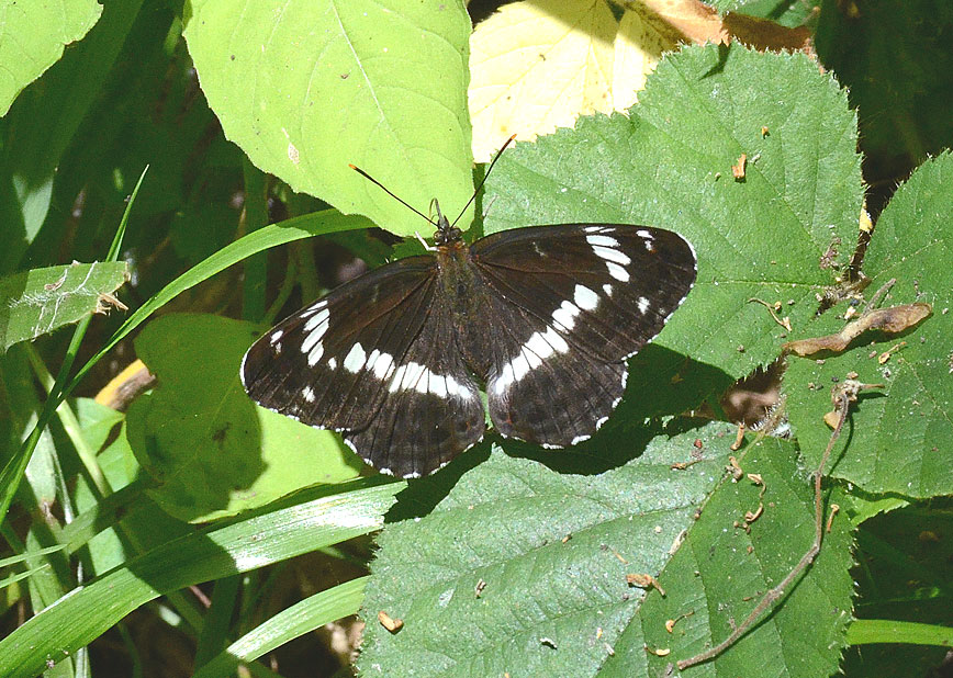 White Admiral
Click for next photo