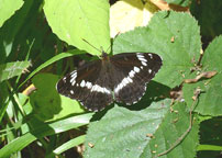 White Admiral
Click on image to enlarge