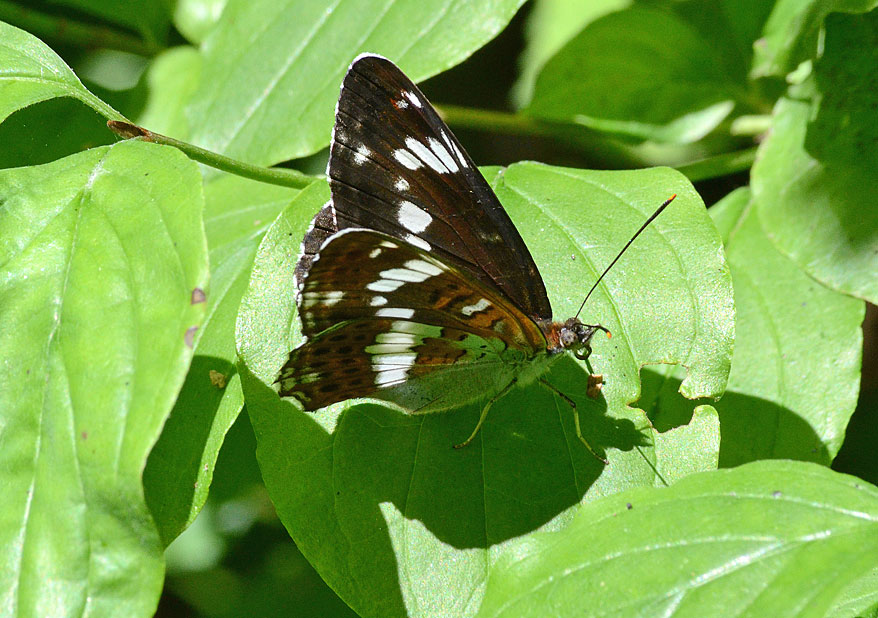 White Admiral
Click for next photo