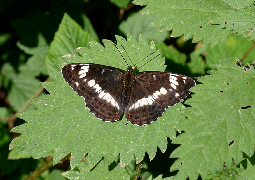 White Admiral
Click for next photo