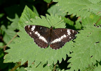 Small photograph of a White Admiral
Click on the image to enlarge