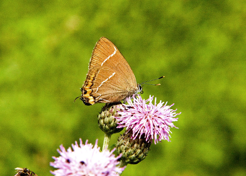 Photograph of a White-letter Hairstreak
Click the image for next photo