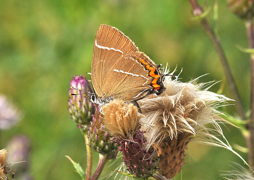 Photograph of a White-letter Hairstreak
Click the image for next photo