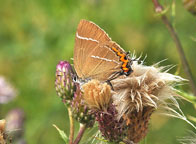 Small photograph of a White-letter Hairstreak
Click on the image to enlarge