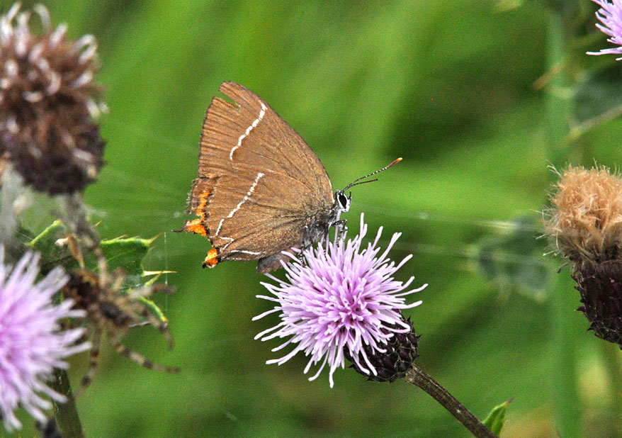 Photograph of a White-letter Hairstreak
Click the image for next photo