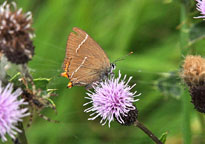 Small photograph of a White-letter Hairstreak
Click on the image to enlarge