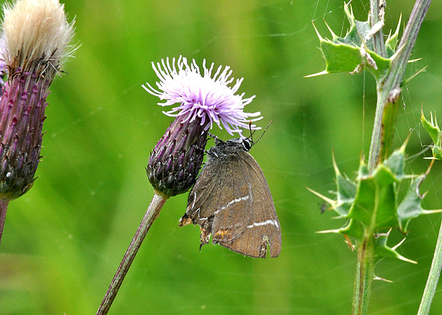 Photograph of a White-letter Hairstreak
Click the image for next photo