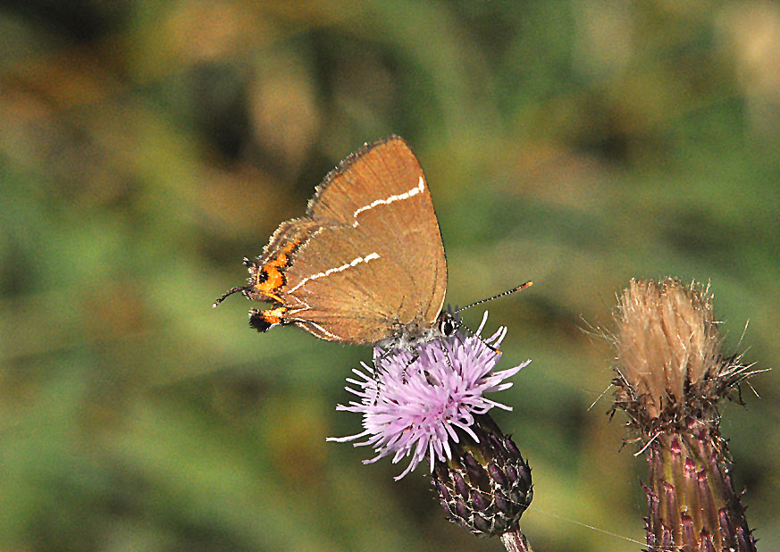 Photograph of a White-letter Hairstreak
Click the image for the next species