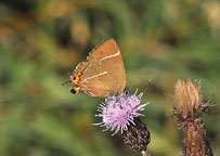 Small photograph of a White-letter Hairstreak
Click on the image to enlarge