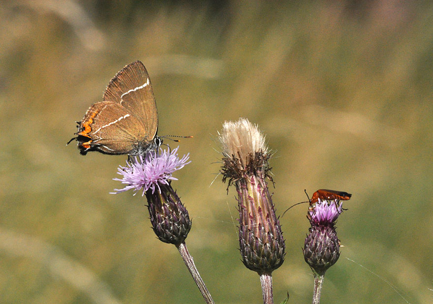Photograph of a White-letter Hairstreak
Click the image for the next photo