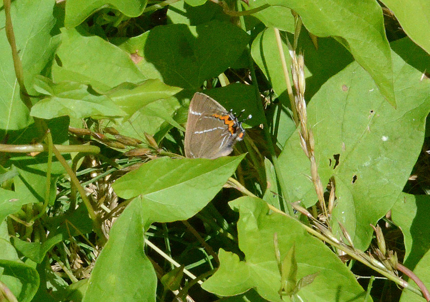 White-letter Hairstreak
Click for next photo