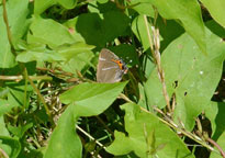 White-letter Hairstreak
Click on image to enlarge
